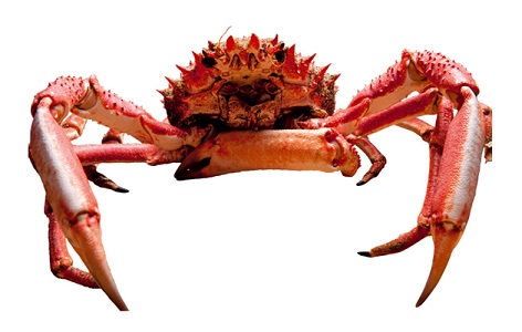spider crab